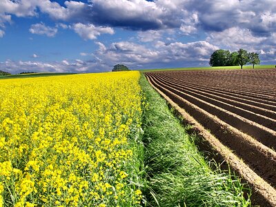 Yellow field of rapeseeds clouds