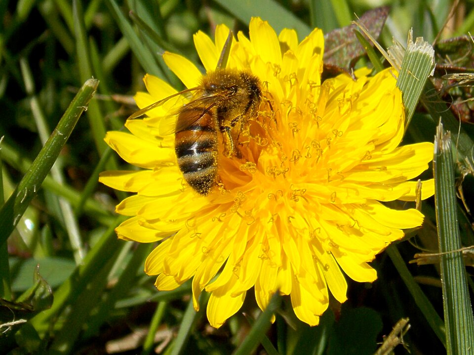 Bees spring flower
