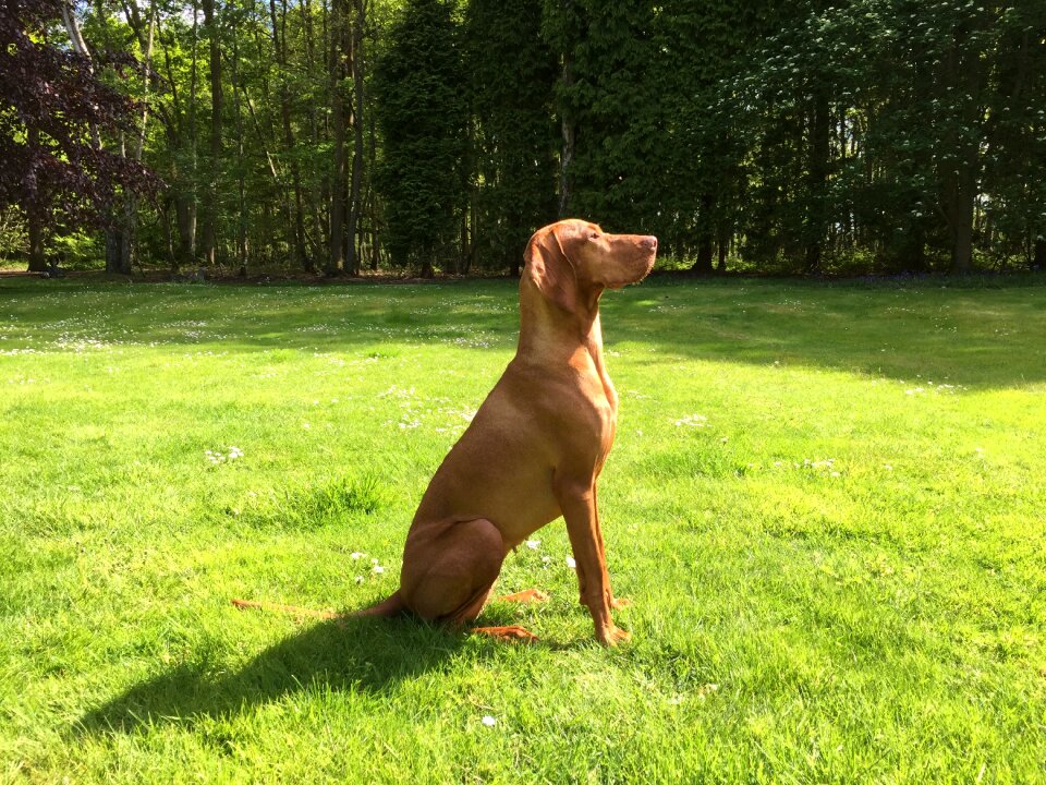 Animal brown pointer