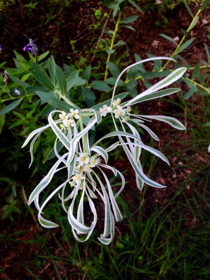 Euphobia bicolor texas fall