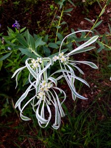 Euphobia bicolor texas fall