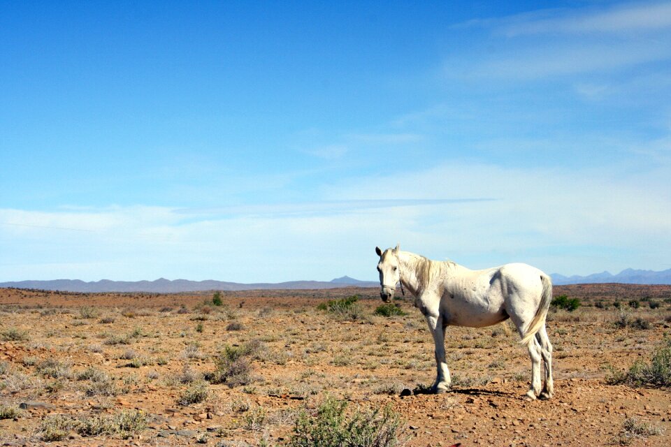 Arid neglected south africa