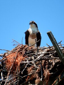 Bird wildlife raptor photo