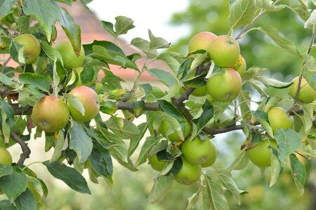 Tree fruit kernobstgewaechs