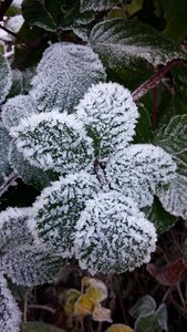 Nature plant