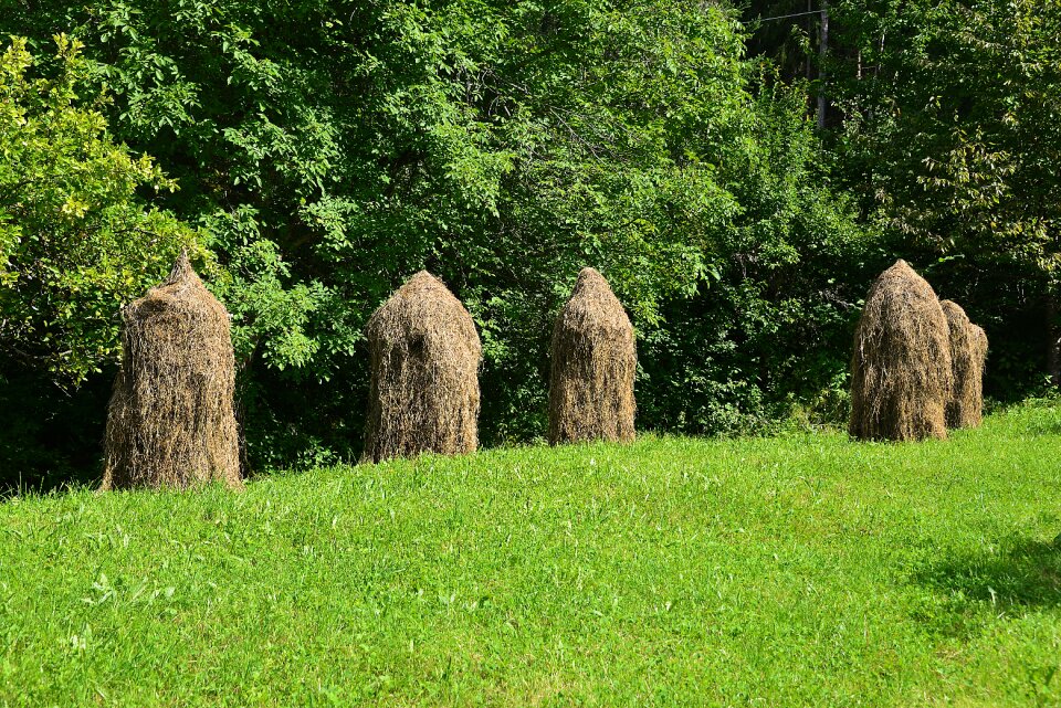 Haystacks meadow summer
