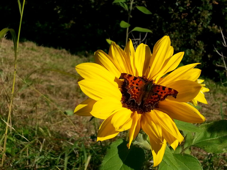 Butterfly summer