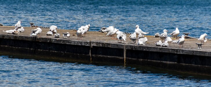 Waterfowl seevogel water