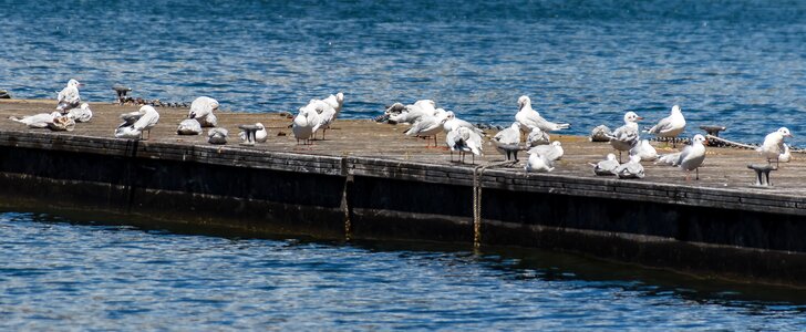 Waterfowl seevogel water photo