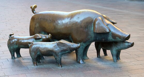 City piglet downtown