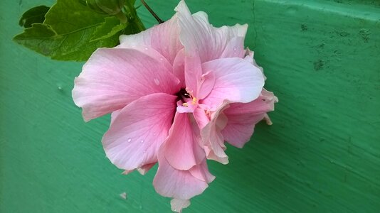 Hibiscus rosa-sinensis mexican photo
