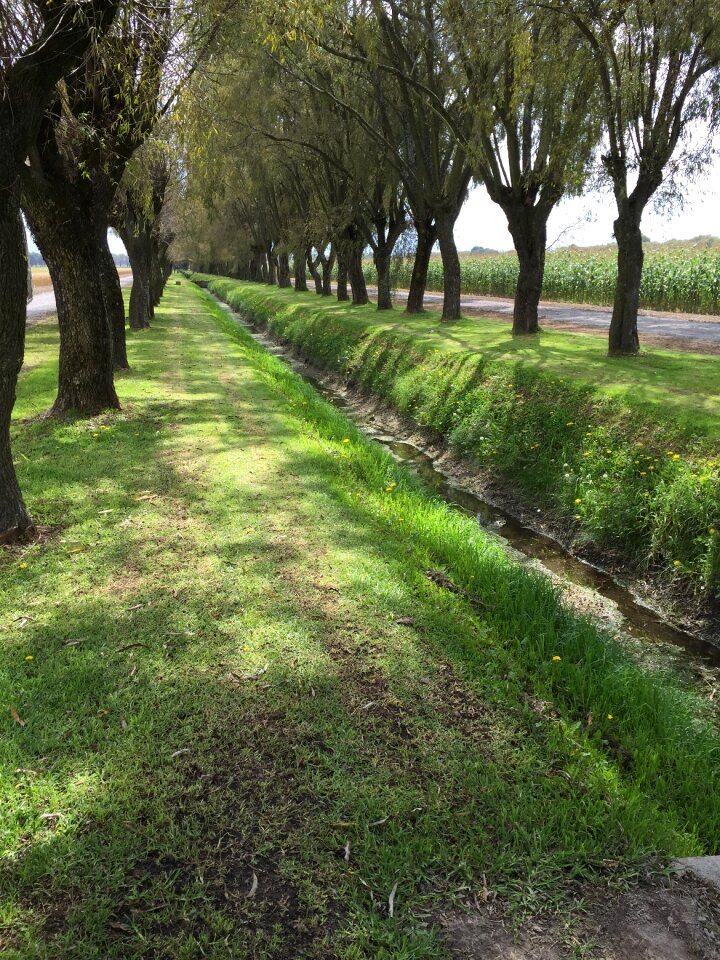 Allee fields nature