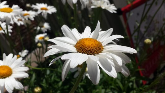 Nature bloom bright