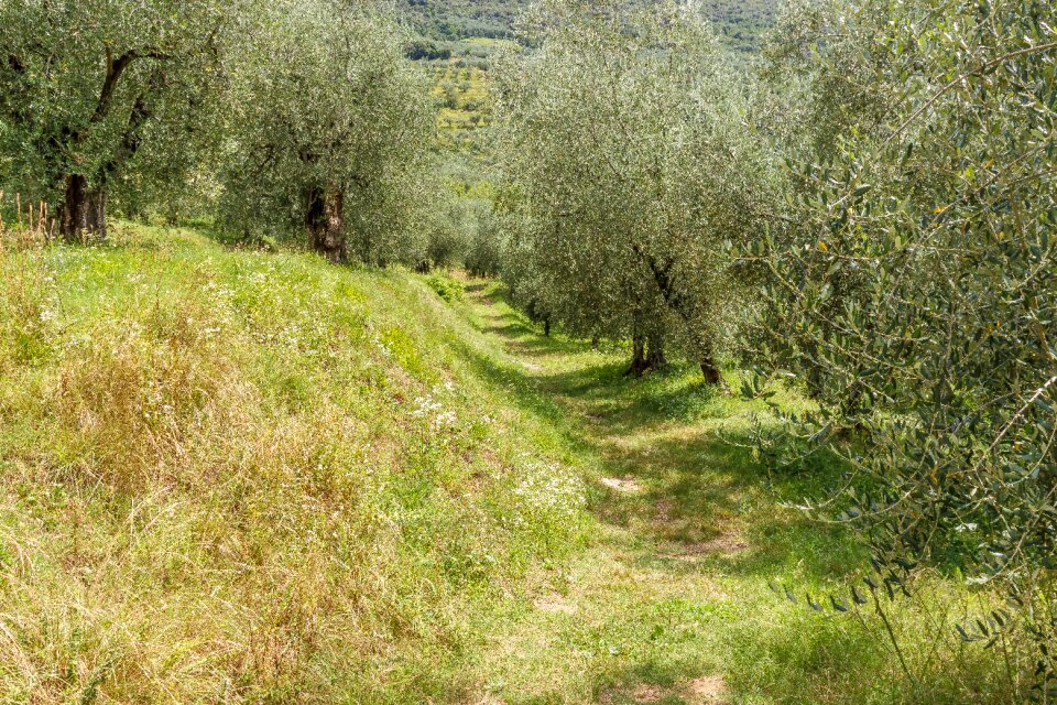 Olive trees olive tree plantation