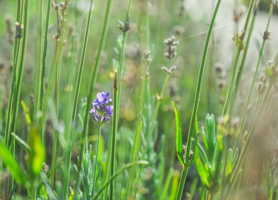 Summer purple