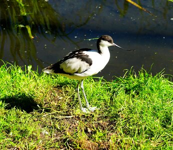 Black and white bill long photo