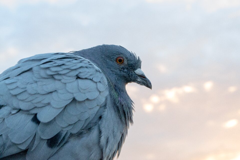 Bird plumage feathers gray