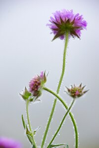 Violet summer flowers