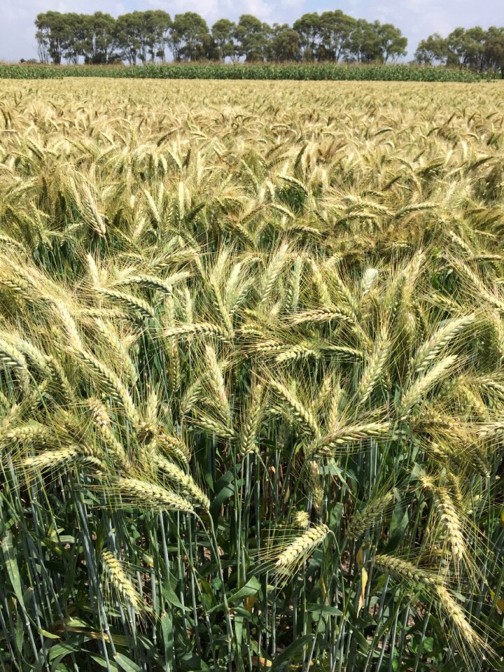 Durum wheat field cereal
