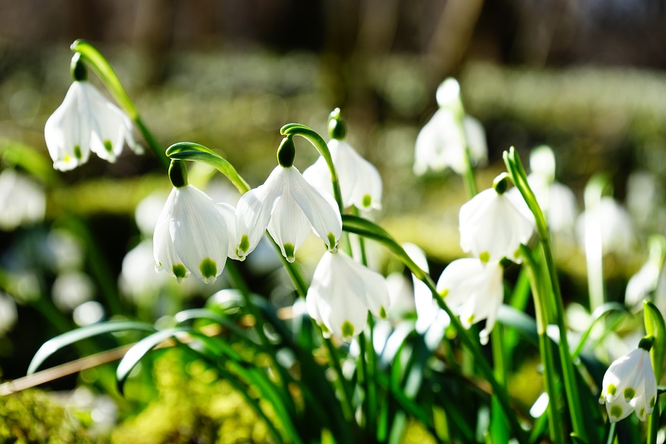 Bloom white forest