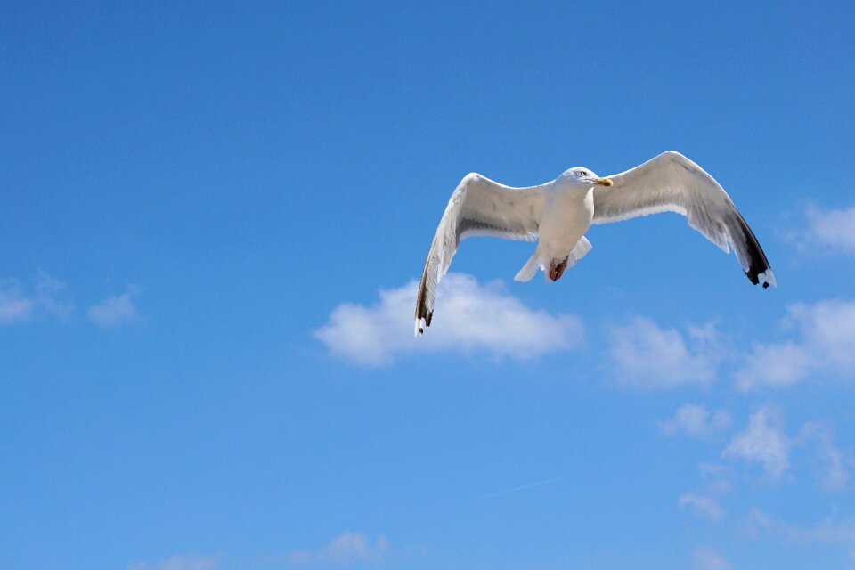 Seevogel flight bird
