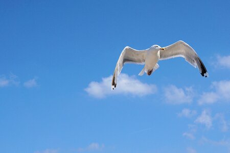 Seevogel flight bird photo