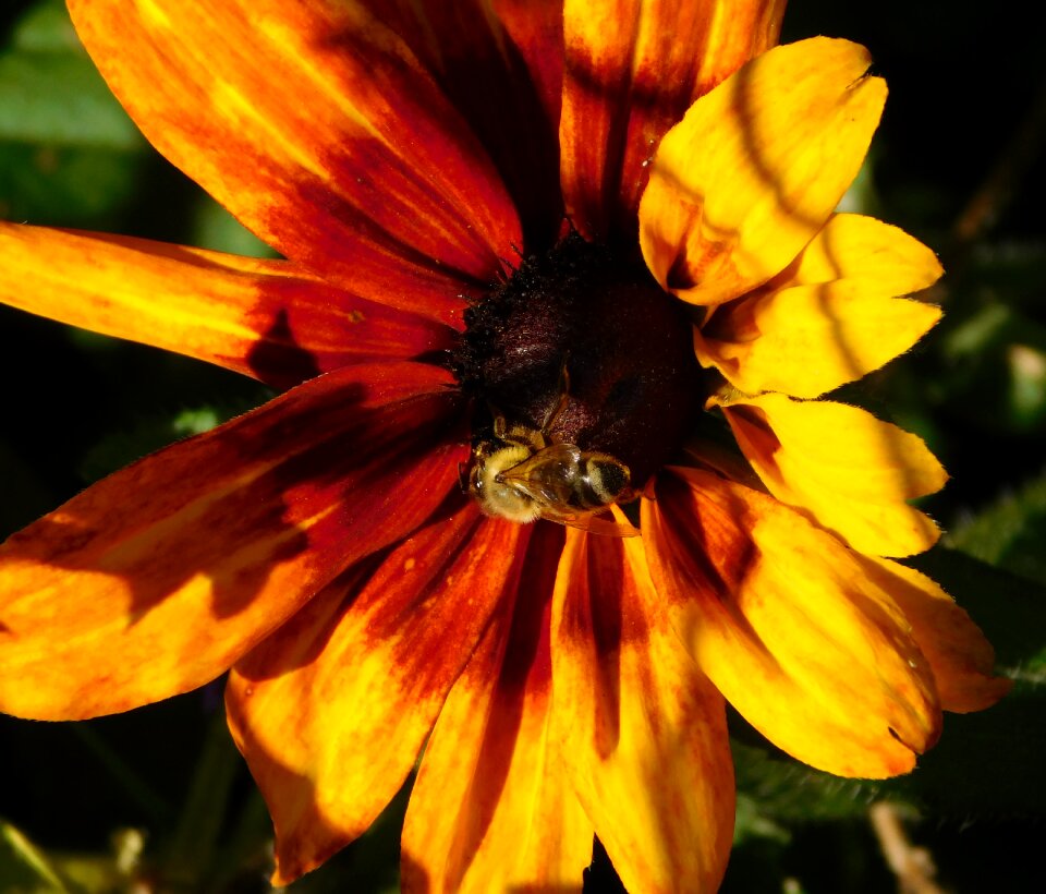 Flower blossom bloom