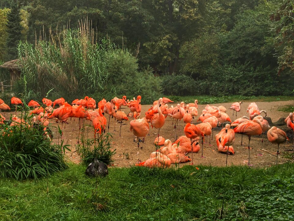 Flamingos deer nature