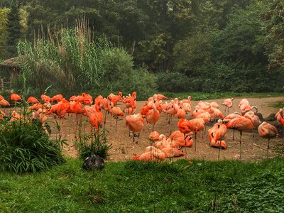 Flamingos deer nature