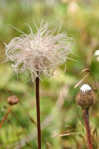 Summer wild france