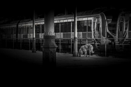 Dog train station photo