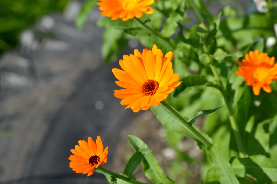 Summer summer flowers flower