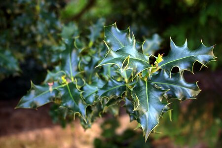 Plant flora nature