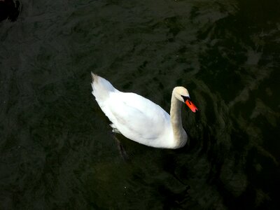 Water animal nature