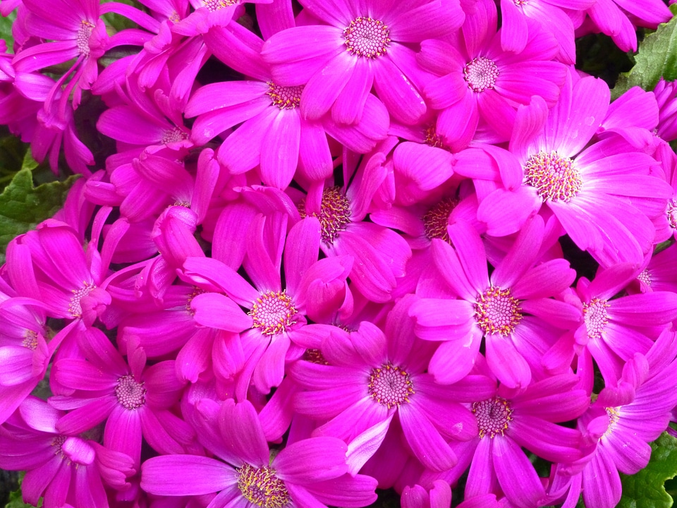 Bloom plant nature