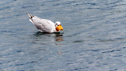 Food eat waterfowl photo