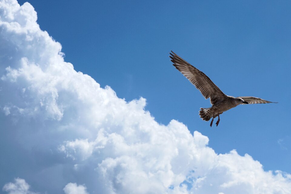 Seevogel flight bird