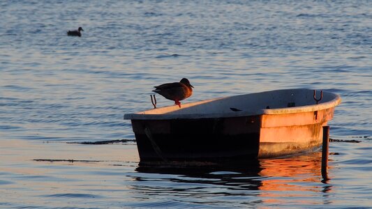 Bird water bird nature