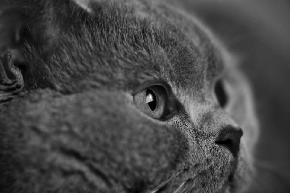 Cat breed black and white eyes