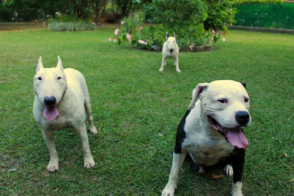 Dogs brothers family