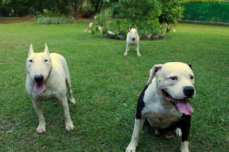 Dogs brothers family