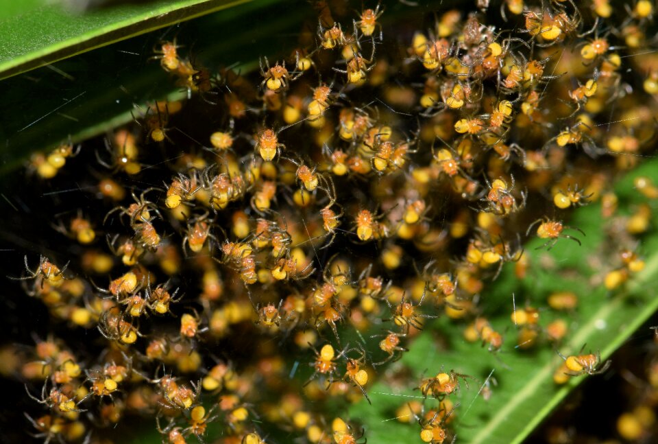 Hatch hatchlings orb spider