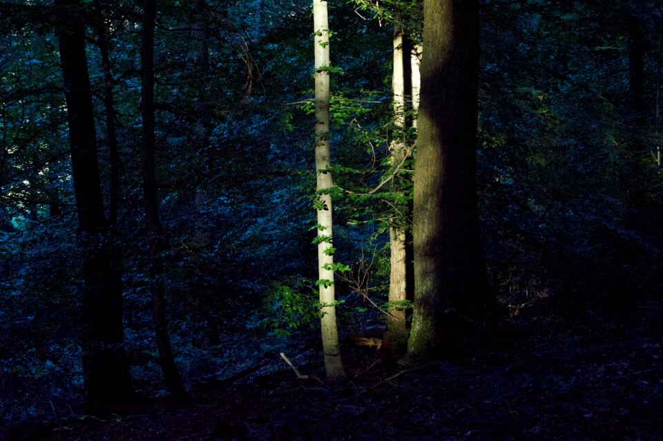 Trees sunset green
