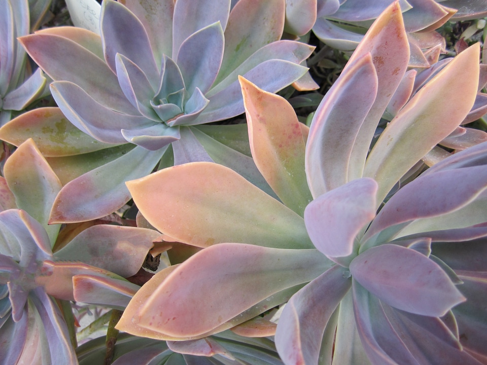 Plants beautiful colorful