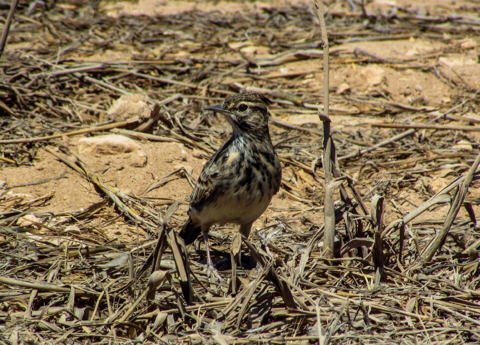 Wildlife fauna nature