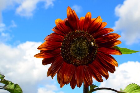 Close up nature contrast photo