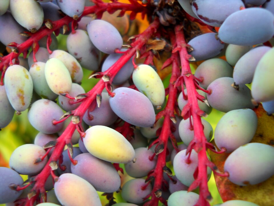 Leather leaf fruit