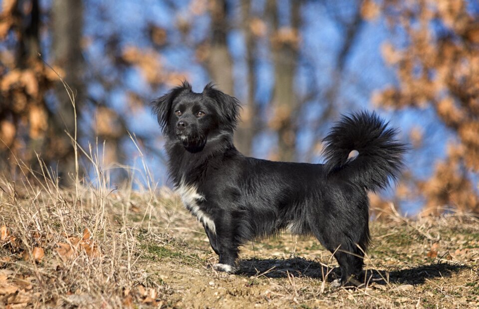 Pet dog forest photo