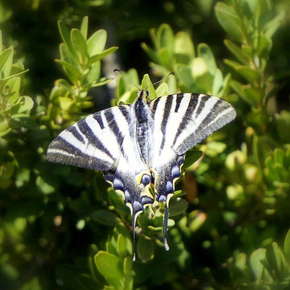 Animal nature camouflage