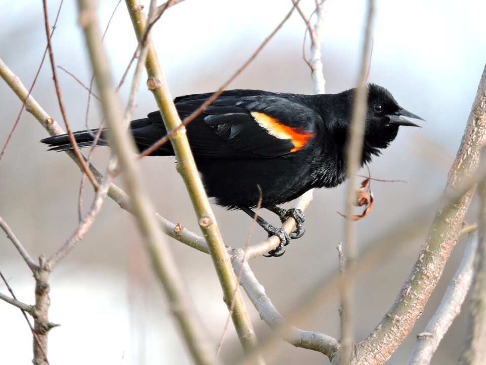 Avian wildlife nature